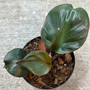 Philodendron 'Red Heart' 4"