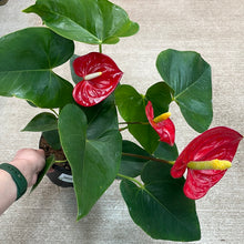 Load image into Gallery viewer, Anthurium Asst 6&quot;
