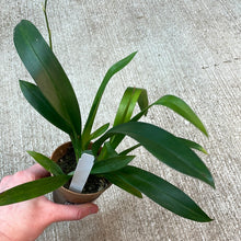 Load image into Gallery viewer, Oncidium Tsiku Margurite 4&quot;
