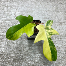 Load image into Gallery viewer, Philodendron Florida Beauty 2&quot;