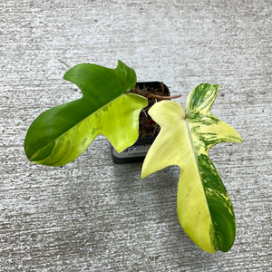 Philodendron Florida Beauty 2"