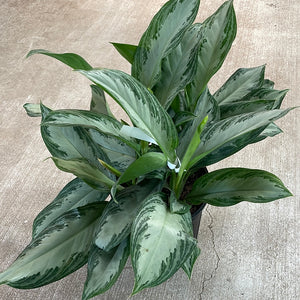 Aglaonema c. 'Silver Bay' 10"