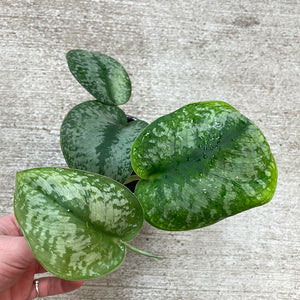 Scindapsus 'Silver Splash' 4" - Silver Splash Satin Pothos