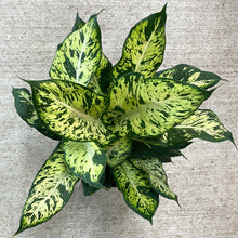 Load image into Gallery viewer, Dieffenbachia Sublime 10&quot;