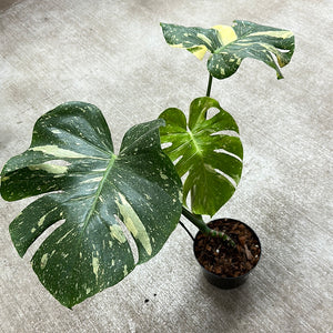 Monstera Thai Constellation Large 6" - Plant "E"