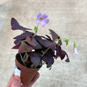 Oxalis triangularis 2" - Purple Shamrock