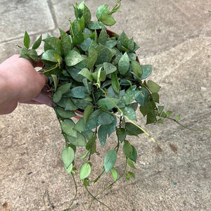 Hoya krohniana 'Super Silver' 6"