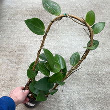 Load image into Gallery viewer, Hoya parasitica heart shaped 4.5&quot;