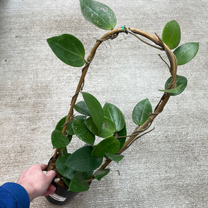 Hoya parasitica heart shaped 4.5"