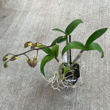Load image into Gallery viewer, Dendrobium &#39;Burana Sundae&#39;