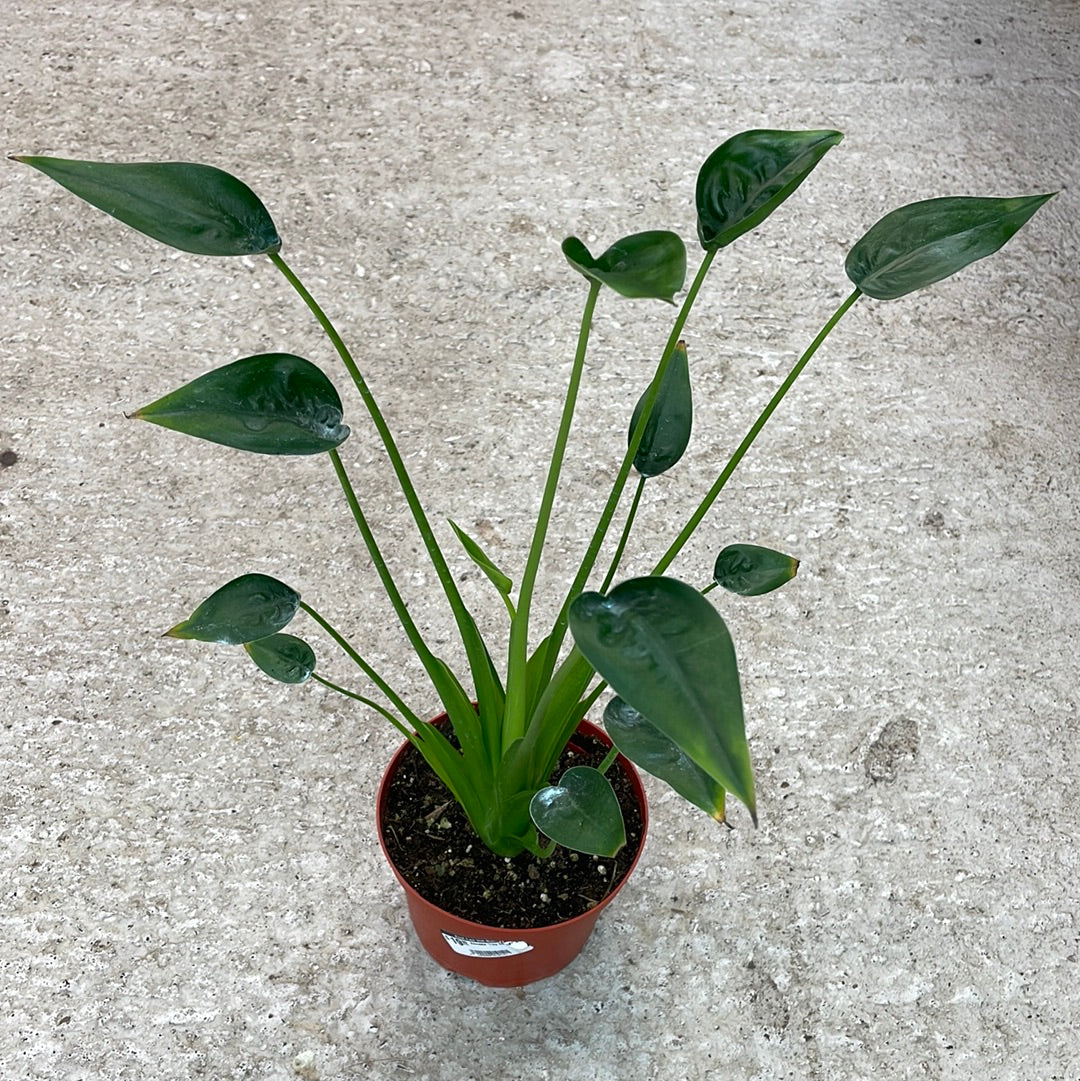 Alocasia 'Tiny Dancer' 6