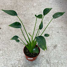Load image into Gallery viewer, Alocasia &#39;Tiny Dancer&#39; 6&quot;