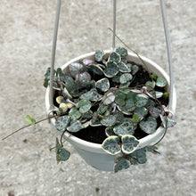 Load image into Gallery viewer, Ceropegia woodii variegata 6&quot; HB - Variegated String of Hearts