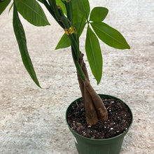 Load image into Gallery viewer, Pachira aquatica 6&quot; - Money Tree Braid