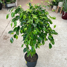 Load image into Gallery viewer, Ficus benjamina braid 10&quot; - Weeping Fig