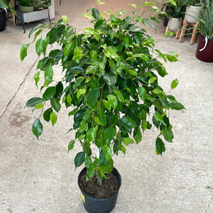 Ficus benjamina braid 10" - Weeping Fig