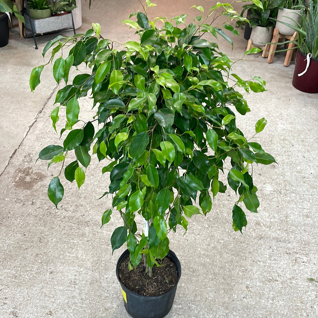 Ficus benjamina braid 10