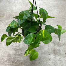 Load image into Gallery viewer, Epipremnum aureum 6&quot; HB - Golden Pothos