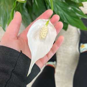 Spathiphyllum Sp. 6" - Peace Lily