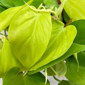 Philodendron Cordatum Lemon 6" - Heartleaf Philodendron