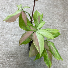 Load image into Gallery viewer, Syngonium Strawberry Milk 4&quot;