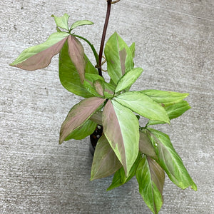Syngonium Strawberry Milk 4"