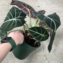 Load image into Gallery viewer, Alocasia reginula &#39;Black Velvet&#39; 6&quot;