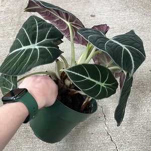 Alocasia reginula 'Black Velvet' 6"