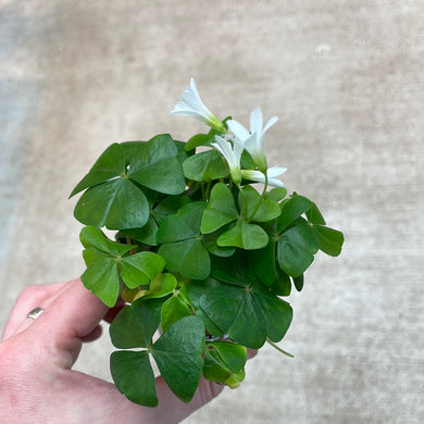Oxalis Green 2