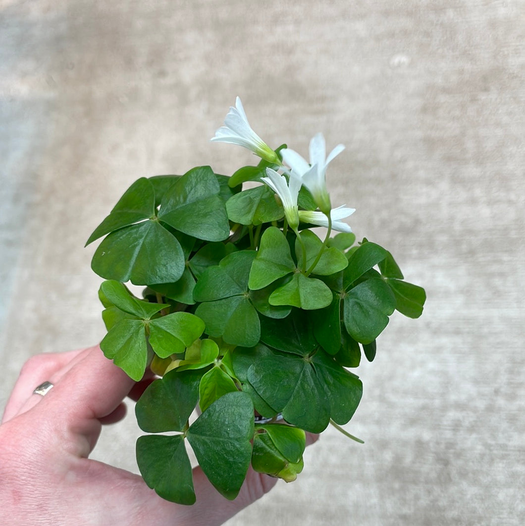 Oxalis Green 2