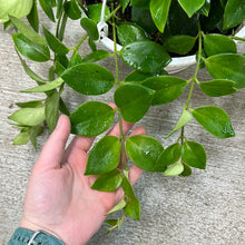 Load image into Gallery viewer, Aeschynanthus  &#39;Mona Lisa&#39; - Lipstick Plant 8&quot; HB