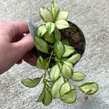 Load image into Gallery viewer, Hoya heuschkeliana variegata 3&quot;