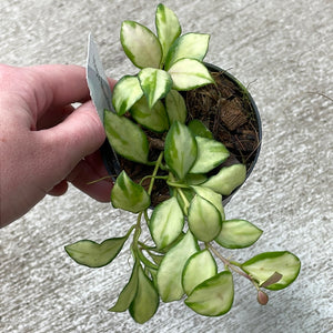 Hoya heuschkeliana variegata 3"