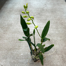 Load image into Gallery viewer, Dendrobium &#39;Waianae Valley x Kurashige&#39;