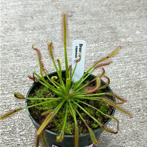 Drosera capensis 4"