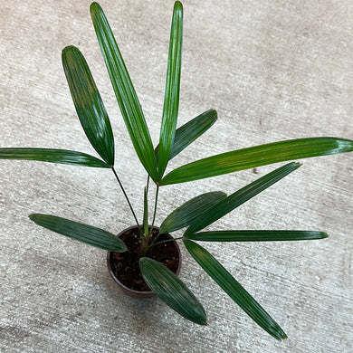 Rhapis excelsa 4
