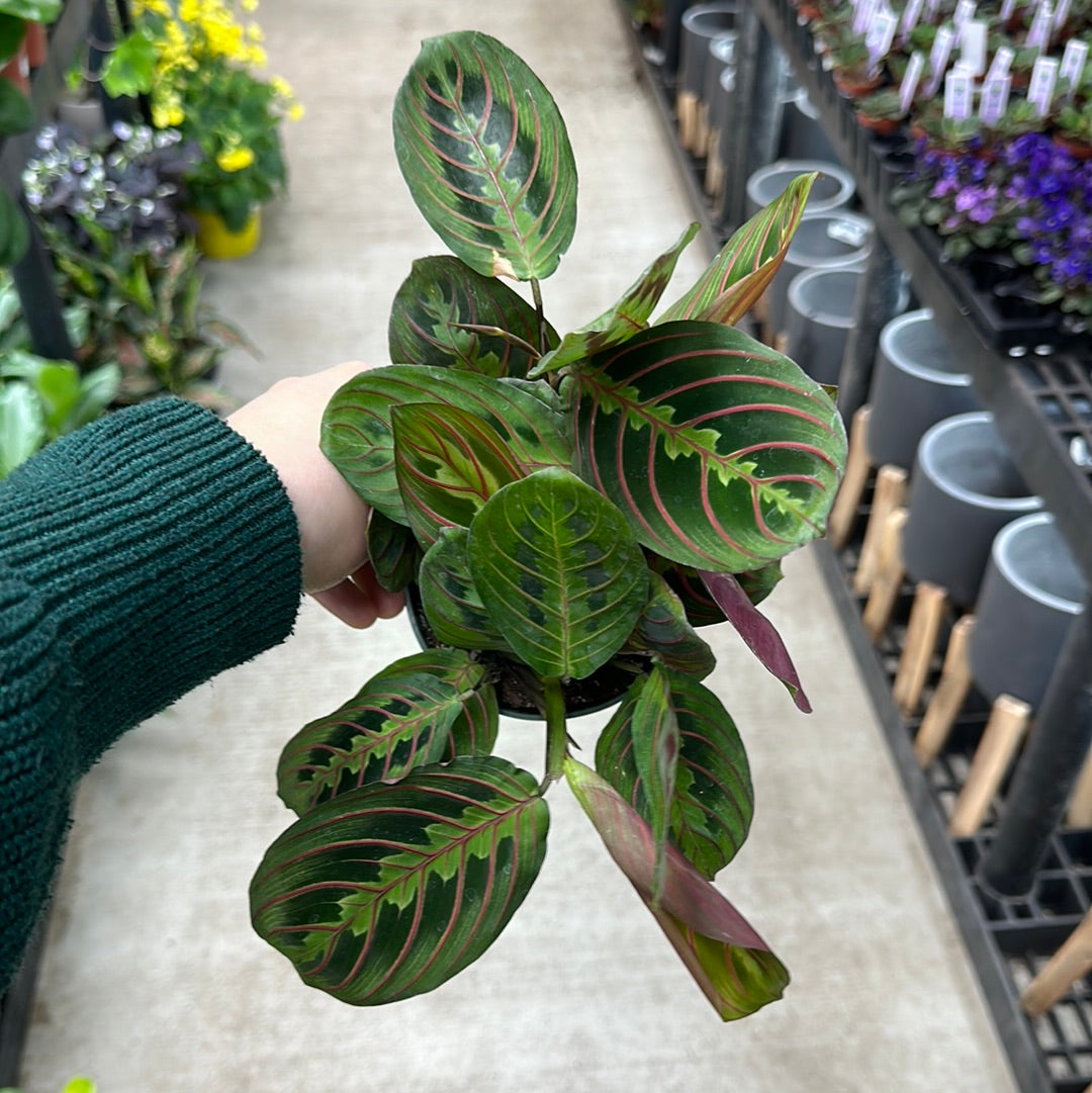 Maranta Red 4