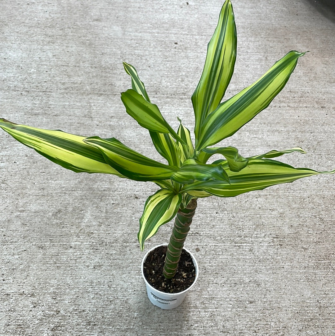 dracaena sol Dracaena Cane 'Sol' 4