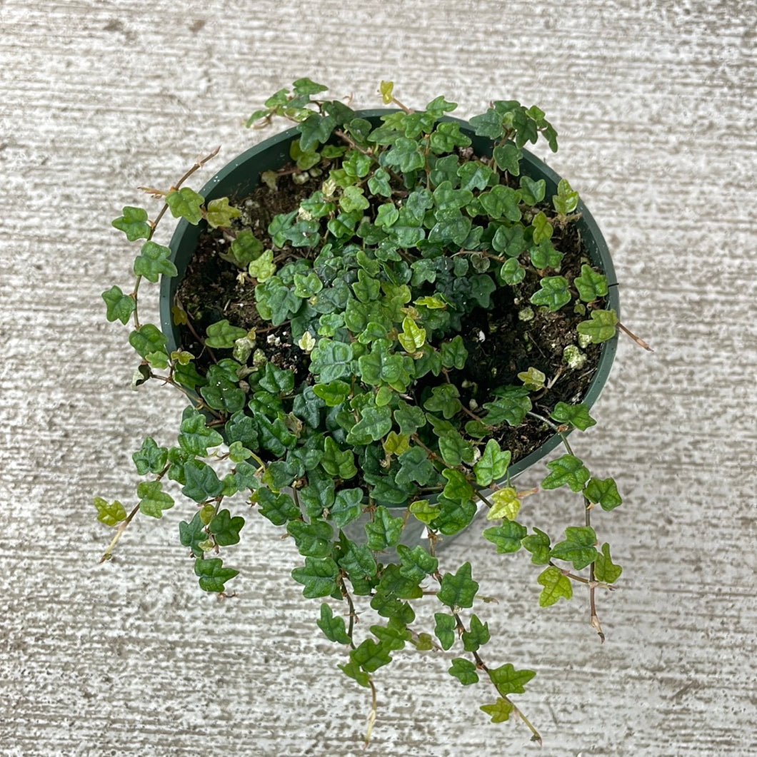 Ficus Quercifolia 4