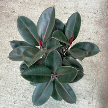 Load image into Gallery viewer, Ficus Burgundy 8&quot; - Burgundy Rubber Tree