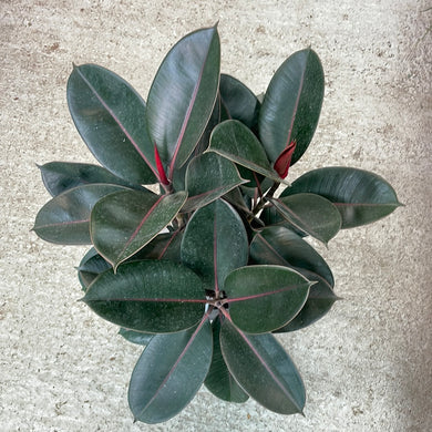 Ficus Burgundy 8