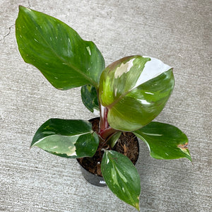 Philodendron White Knight 4"