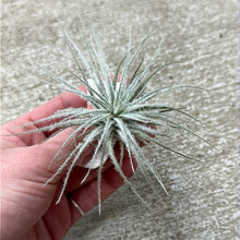 Load image into Gallery viewer, Tectorum 1-3&quot;
