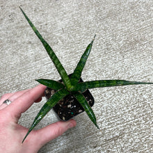 Load image into Gallery viewer, Sansevieria Mikado 2&quot;