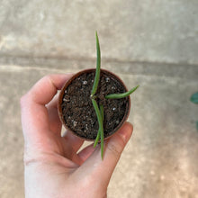 Load image into Gallery viewer, Hoya sp. 2&quot; - Assorted Hoya