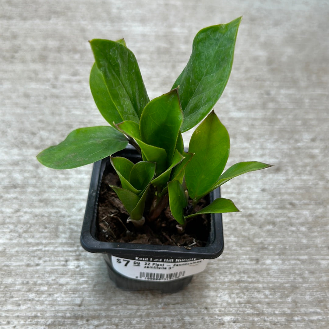ZZ Plant