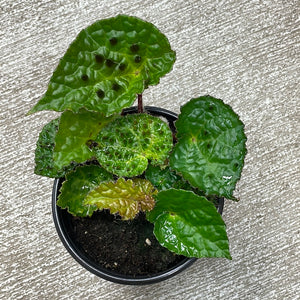 Begonia Ferox 4" Plant 'B'