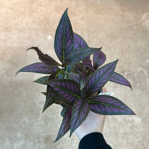persian shield indoor plant Strobilanthes dyerianus 4"