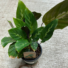 Load image into Gallery viewer, Calathea misto 4&quot;