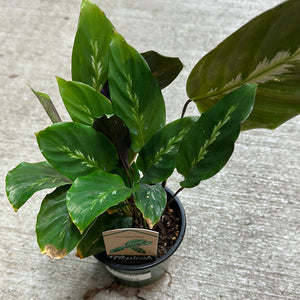 Calathea misto 4"